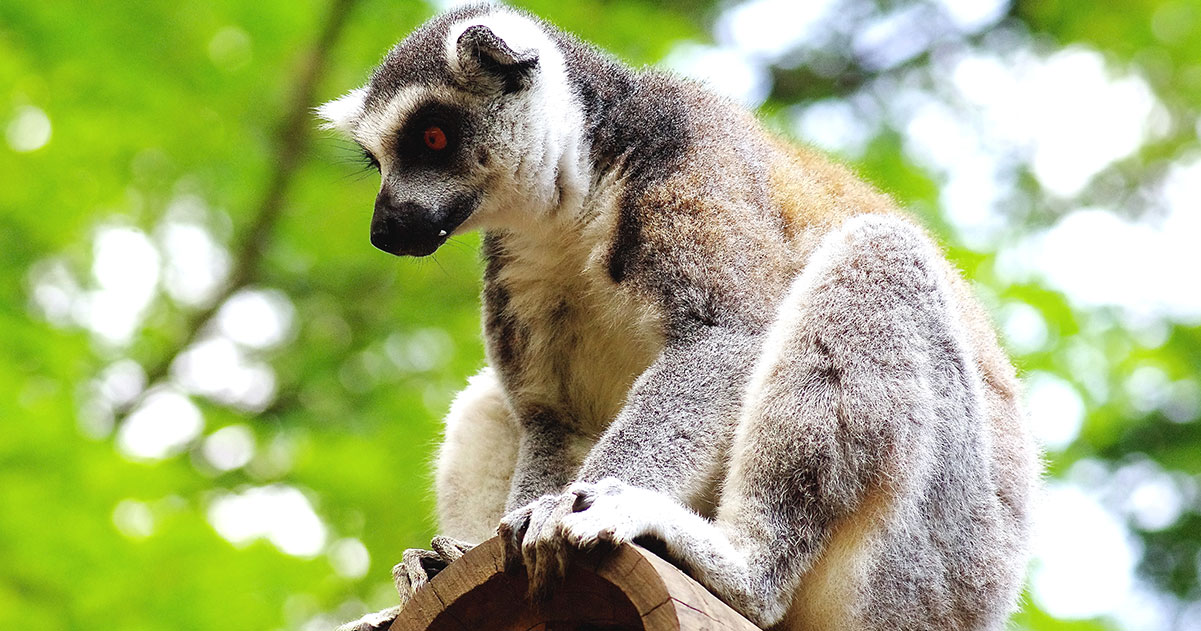 Lemur kata