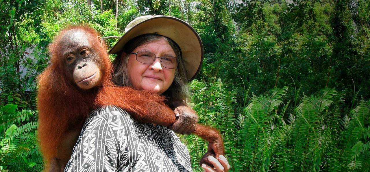 Dr. Birutė Mary Galdikas emlékére – Az orangutánok őrangyala