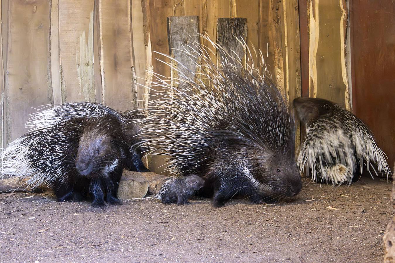 Megérkeztek legkisebb lakóink – újszülött sülök a győri állatkertben 