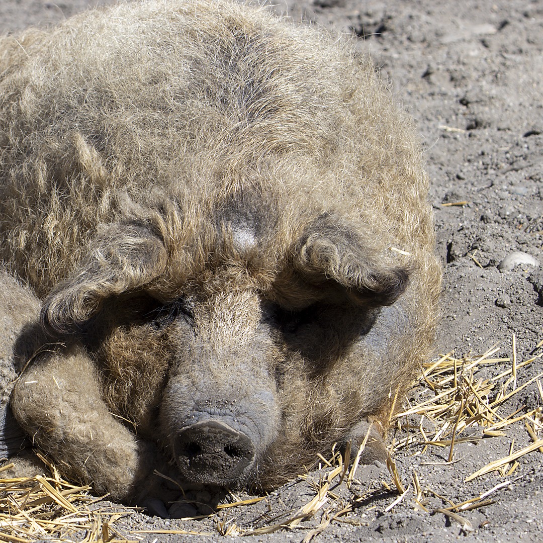 mangalica.jpg