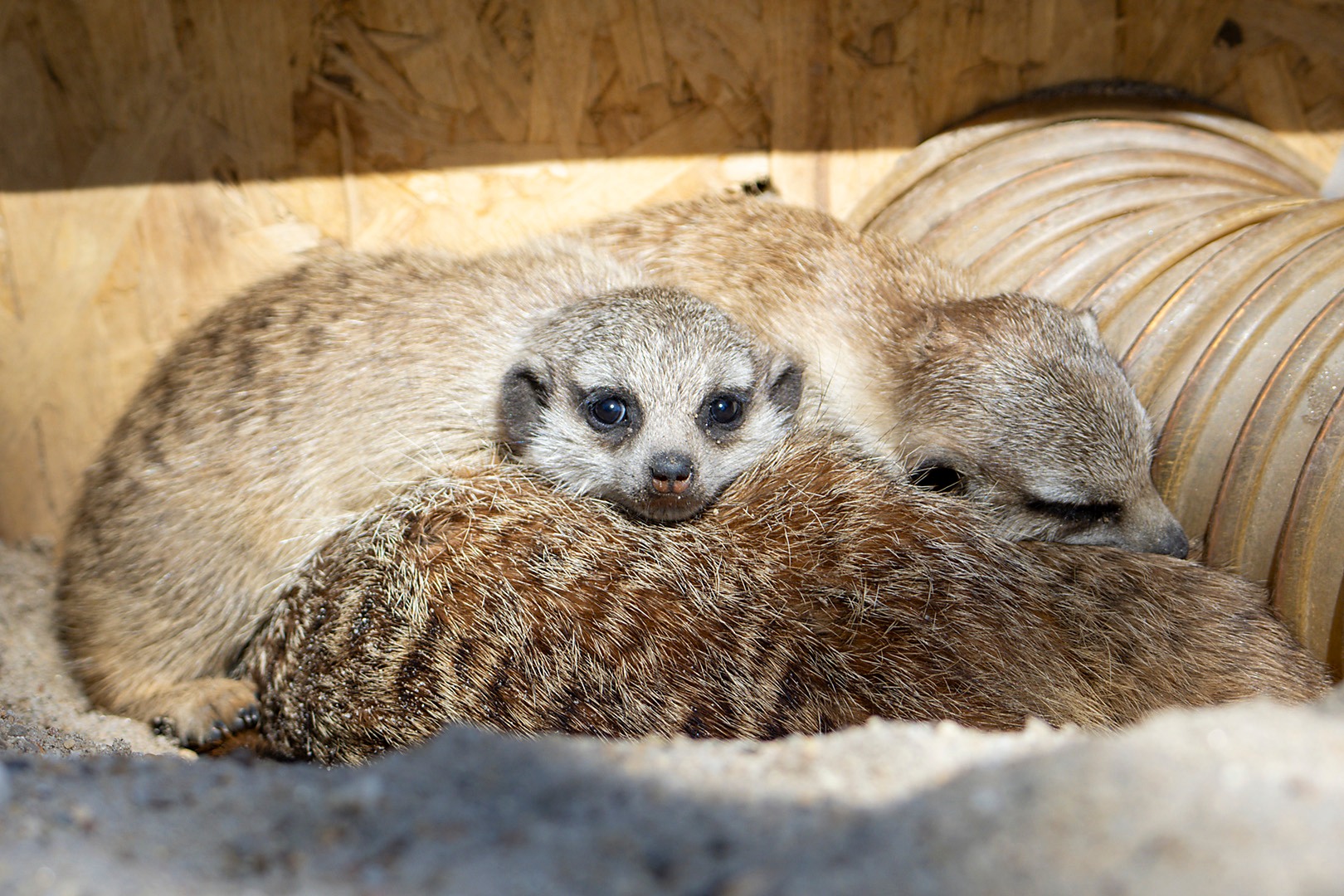 Három kölyökkel gyarapodott szurikátacsaládunk