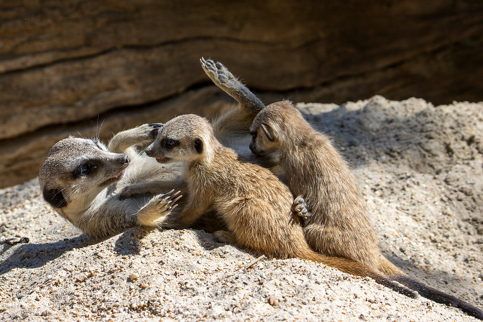 Zoo tábor 2026 regisztráció